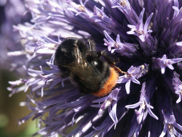 02_bodliak_cmeliak.jpg - [en]Bumble-bee on a thistle[sk]Čmeliak na bodliaku