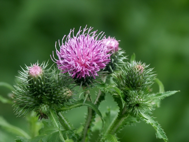 03_bodliak_2.jpg - [en]Thistle[sk]Bodliak