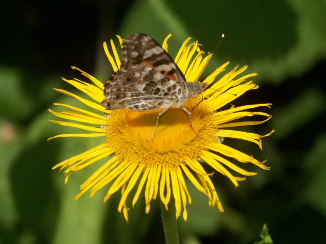 07_motyl_na_kvete.jpg - [en]Butterfly[sk]Motýľ na kvete