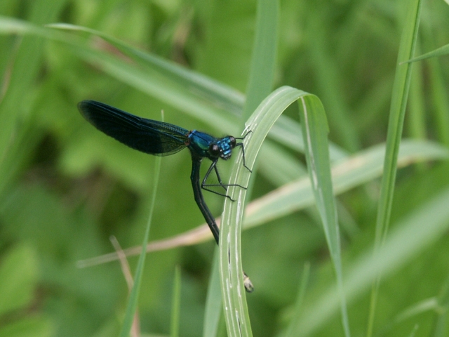 11_vazka.jpg - [en]Dragonfly[sk]Vážka