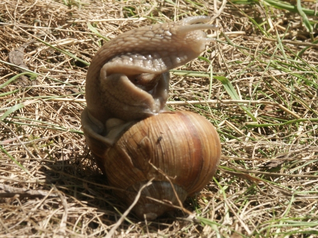 13_slimak_1.jpg - [en]Snail[sk]Slimák