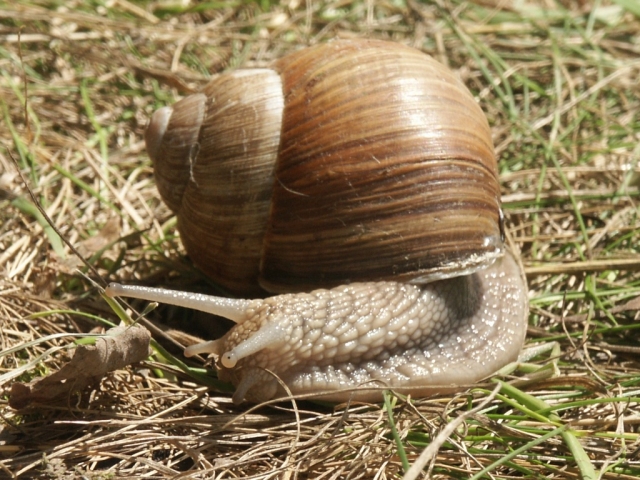 14_slimak_2.jpg - [en]Snail[sk]Slimák