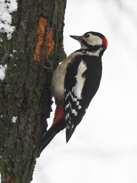 PICT0438-01.jpg - [en]Woodpecker[sk]Ďateľ