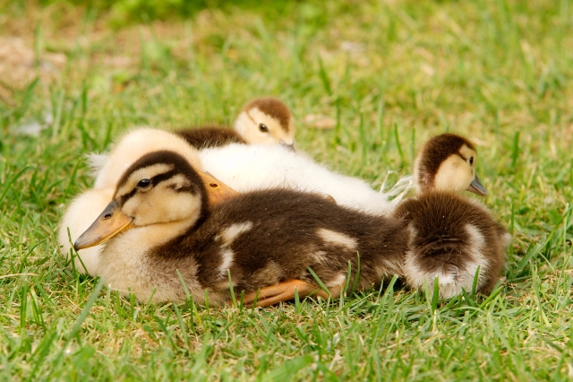 PICT3261.jpg - [en]Ducklings[sk]Káčatká