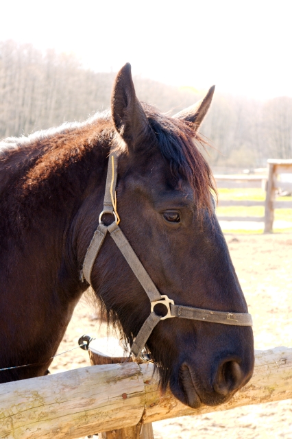 _DSC0477.jpg - [en]Horse[sk]Kôň