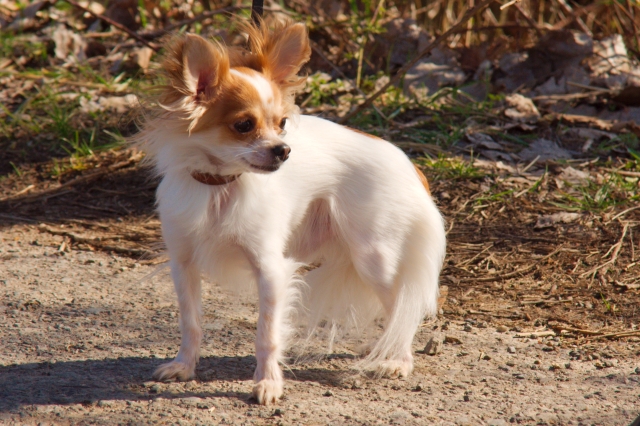 _DSC0489.jpg - [en]Little dog[sk]Psík