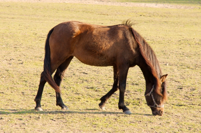 _DSC0493.jpg - [en]Horse[sk]Kôň