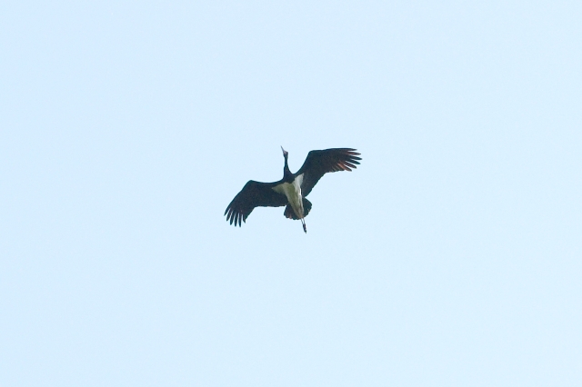 _DSC0658.jpg - [en]Black stork[sk]Čierny bocian