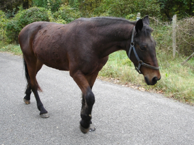 dsc01352.jpg - [en]Horse[sk]Kôň