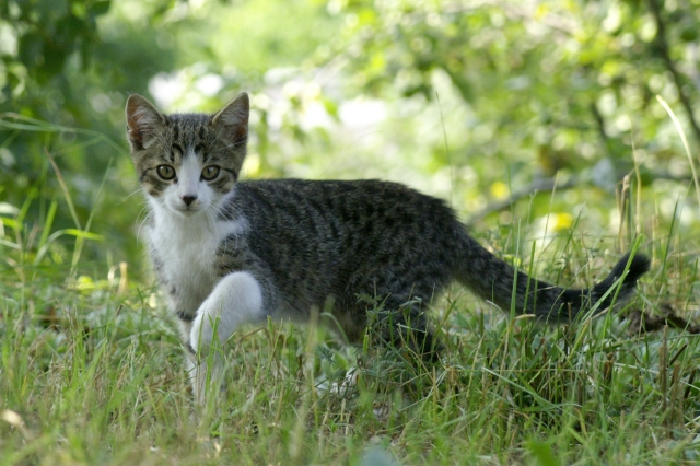 pict1876.jpg - [en]Kitty in the grass[sk]Mača v tráve