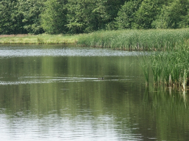 03_rybnik_1.jpg - [en]Pond[sk]Rybník