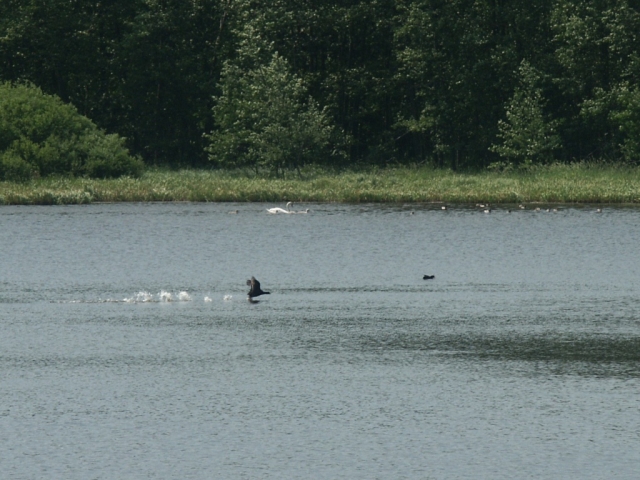 04_rybnik_2.jpg - [en]Pond[sk]Rybník