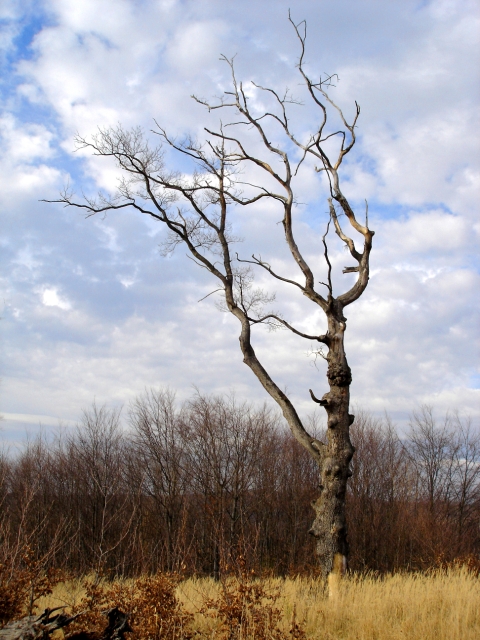 DSC01860.jpg - [en]Tree near Stupava[sk]Strom blízko Stupavy