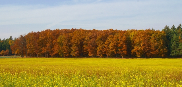 PICT2599.jpg - [en]Autumn in Rozkos[sk]Jeseň v Rozkoši