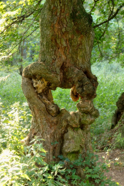 PICT3939.jpg - [en]Tree with a hole[sk]Deravý strom