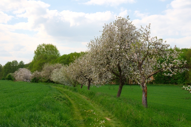 _DSC0572.jpg - [en]Field path near Strelice[sk]Poľná cesta pri Střelicích