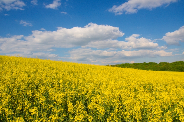 _DSC0580.jpg - [en]Spring in Rozkos[sk]Jar pri Rozkoši