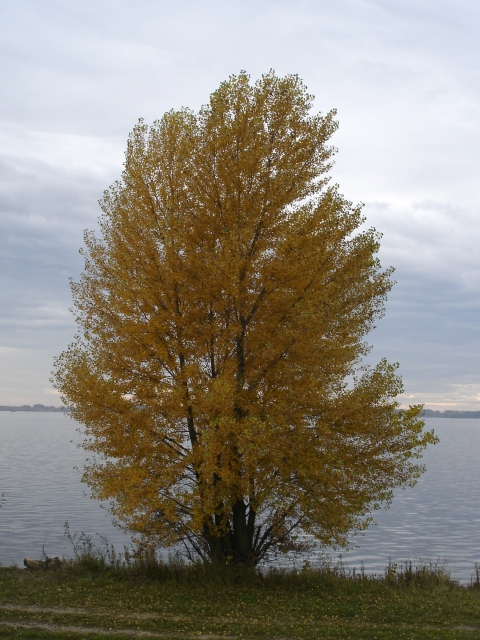 dsc01337.jpg - [en]Fall at the Danube[sk]Jeseň pri Dunaji